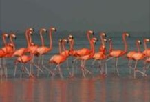 Camarones Sanctuary Tour